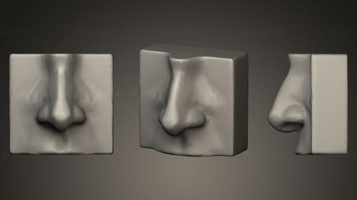 Анатомия скелеты и черепа (Изучение анатомии Нос, ANTM_0005) 3D модель для ЧПУ станка